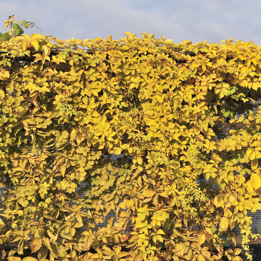 Yellow Wall Parthenocissus yellow foliage climbing on wall